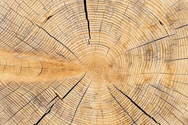 나무의 나이를 나타내는 나이테