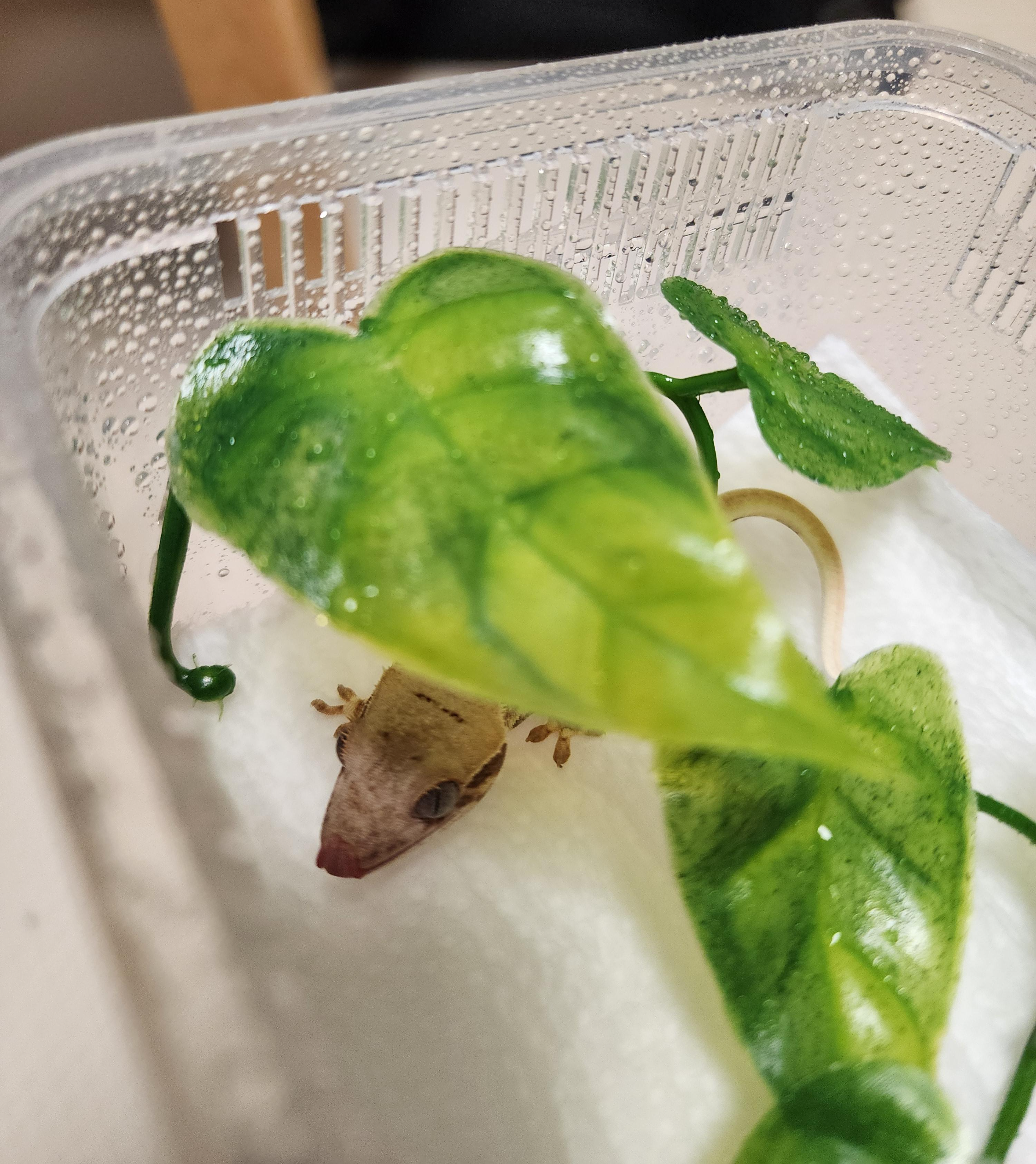 청소가-끝난-사육장에-들어가-숨어있는-크레