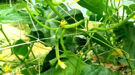 오이재배-오이물주기-열매착과