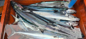 삼치 효능 부작용