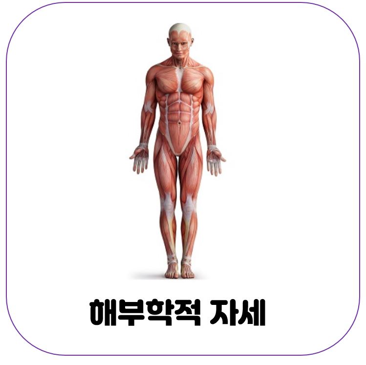 해부학적-자세