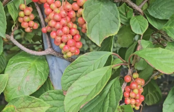 나무에-열린-오미자-사진