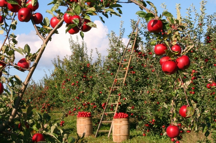 호주 워킹홀리데이