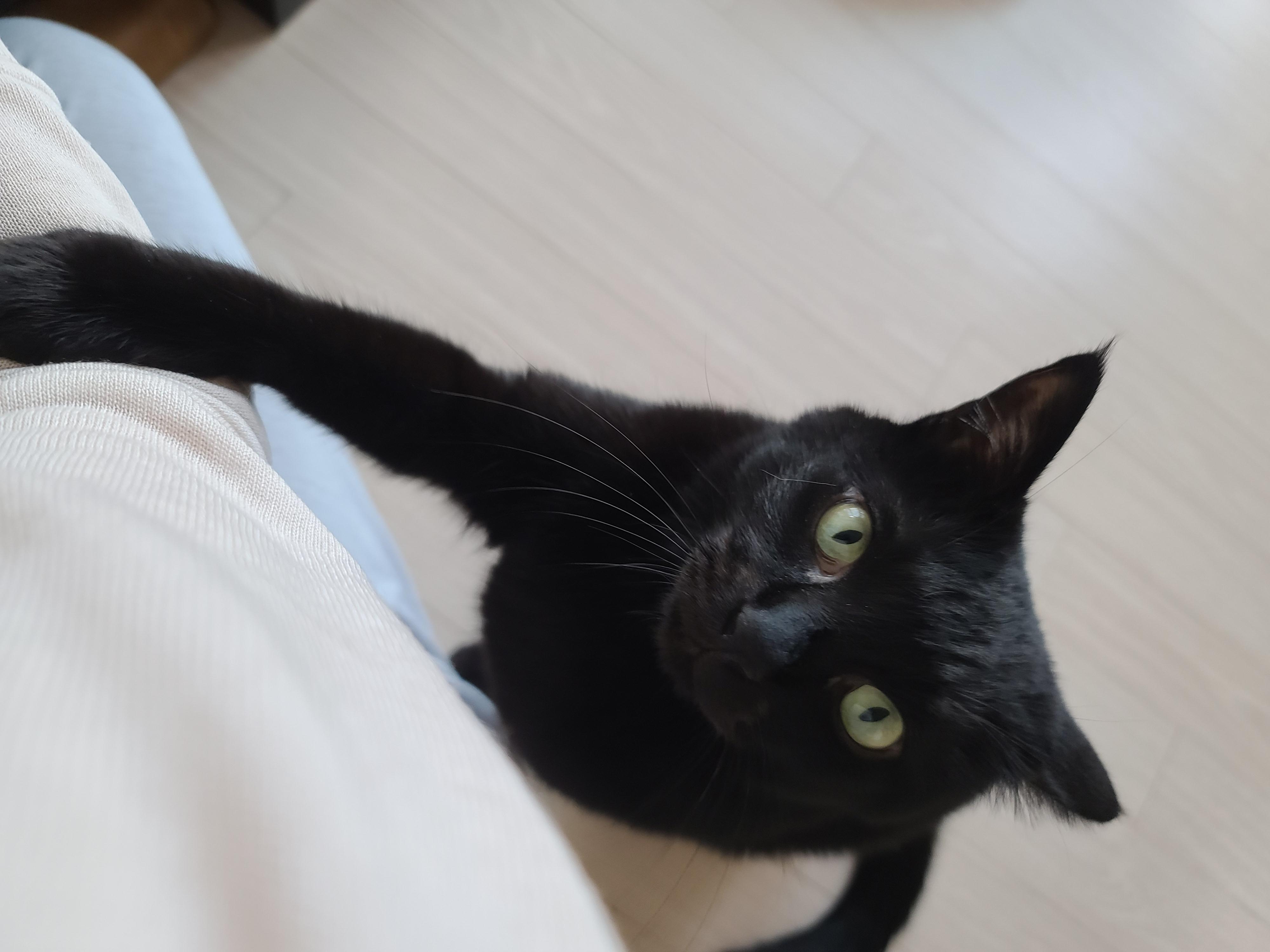 엄마껌딱지 고양이를 무시했더니..