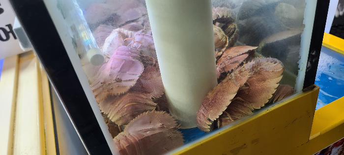 제주여행 활어회 딱새우회 바다수산 올레시장 인기횟집 추천메뉴 싱싱한활어 부채새우