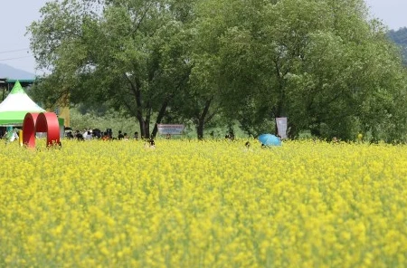 2024 창릉천 유채꽃 축제 
