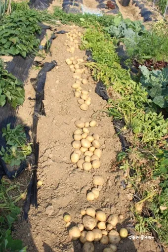 감자 수확시기 심는시기 효능 6월제철음식_6