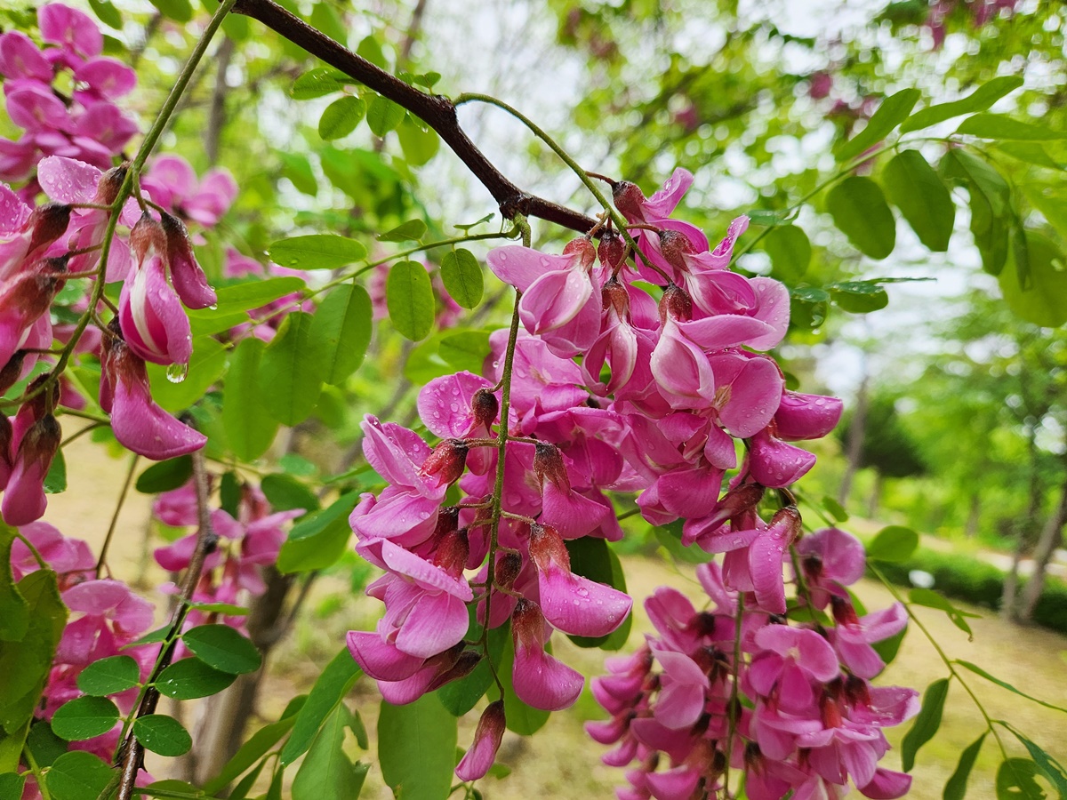 붉은아까시나무