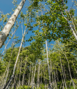 화담숲 예약 모노레일 예약 관람방법