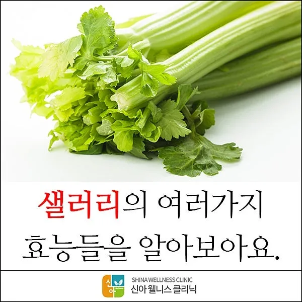 샐러리 효능 알고 먹는법 잎 생으로 손질법 요리_3