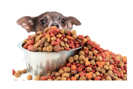 강아지 사료 추천 간식 선택 가이드