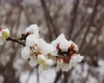 광양 매화축제_9