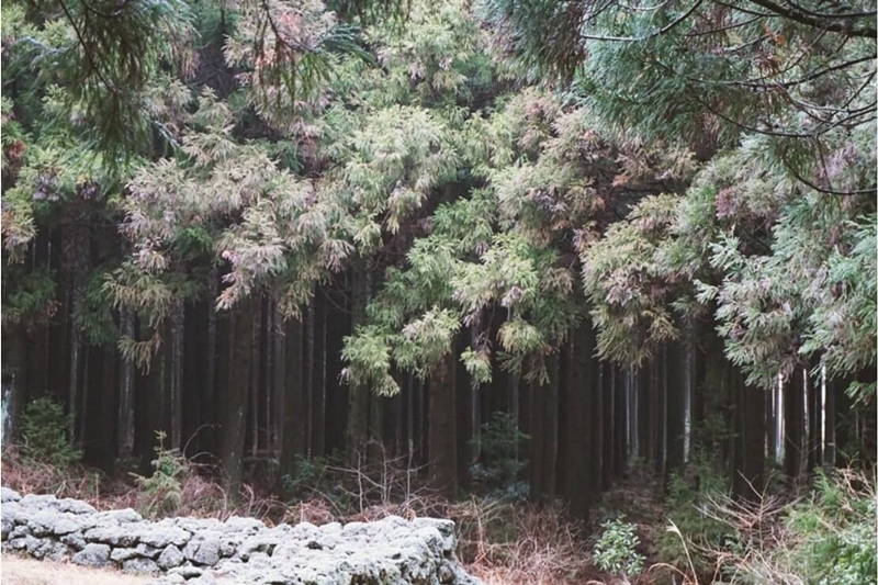 사려니-숲길-우거진-나무