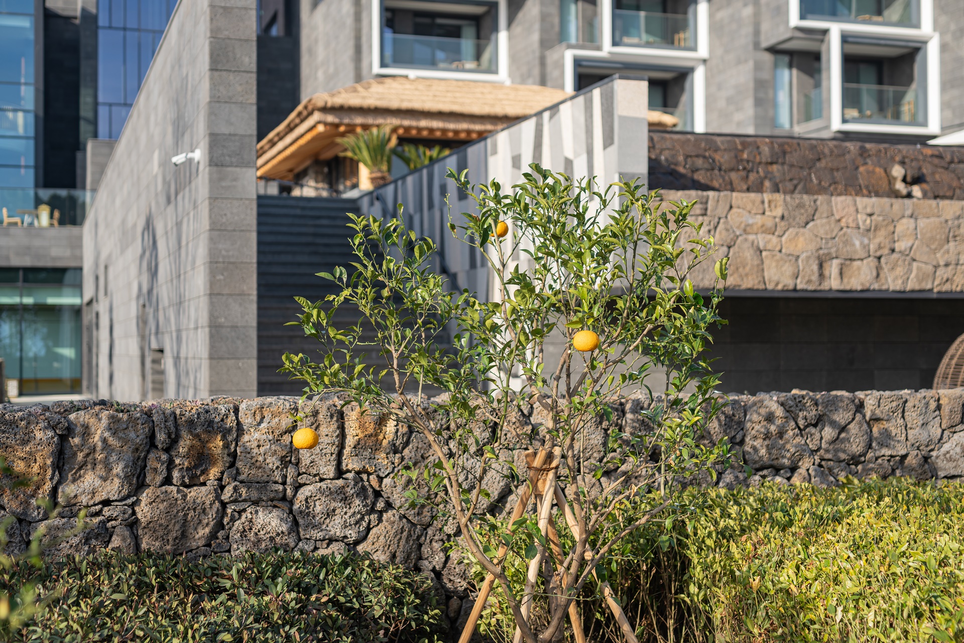 #JW메리어트 #JW메리어트제주 #JW메리어트제주리조트&스파 #범섬 #빌벤슬리 #서귀포호텔 #제주리조트 #제주메리어트 #제주여행 #제주호텔 #댄싱두루미 #더플라잉호그 #아일랜드키친