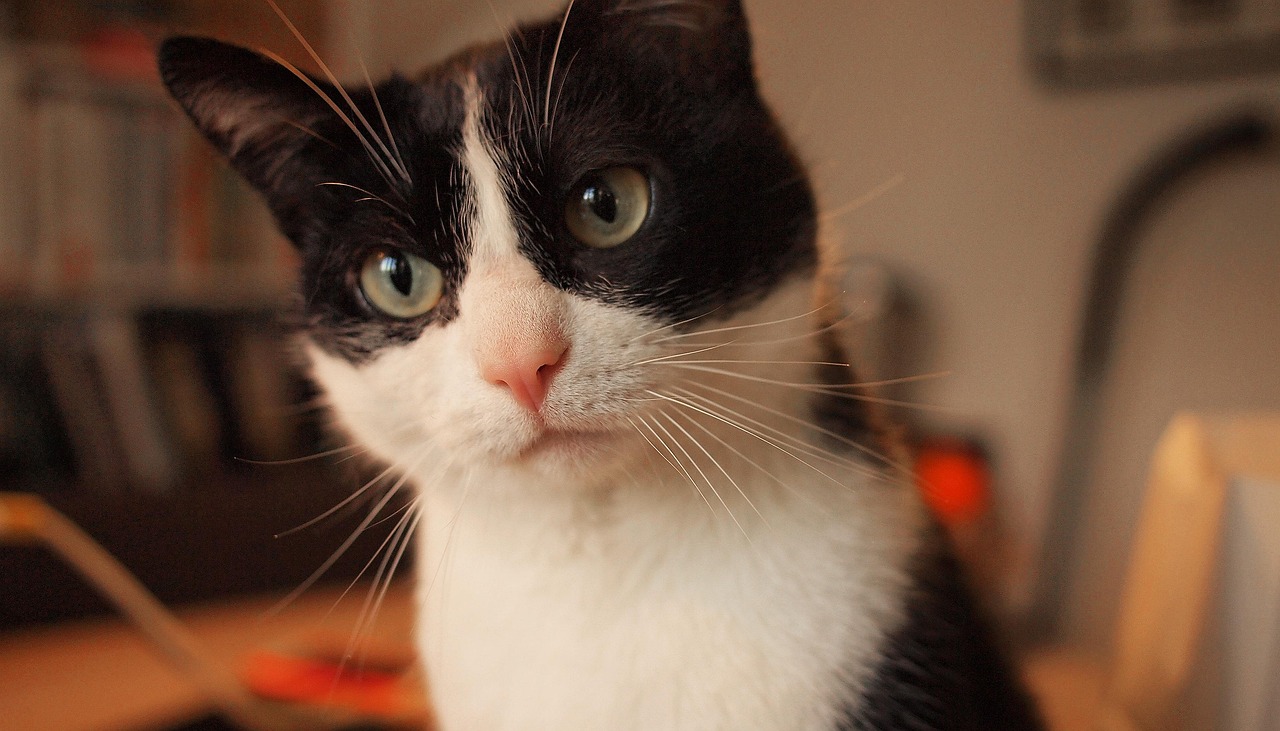 고양이 보험 꼭 필요할까? 월 보험료, 보장 범위 현실 정리