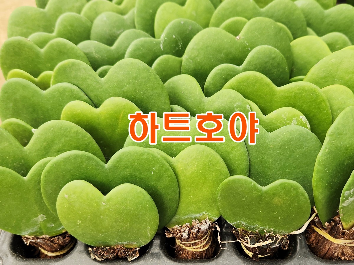 하트호야