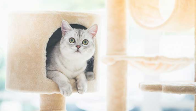 캣타워에서 얼굴을 내밀고 있는 고양이