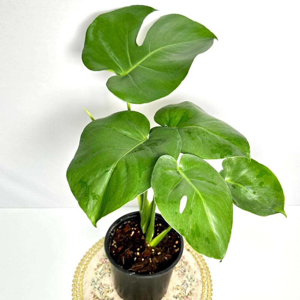 몬스테라 키우는법