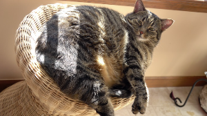 뚱뚱한 고양이