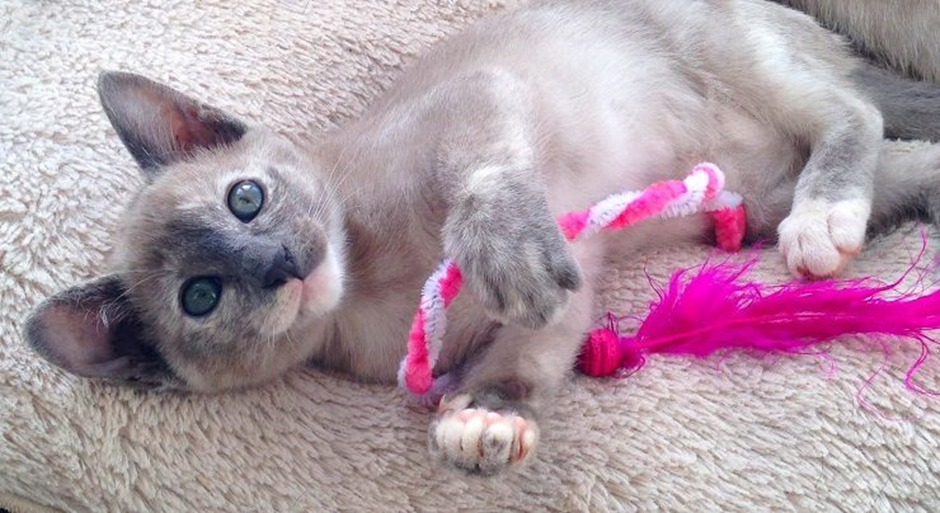 통키니즈 고양이 이미지 - 3