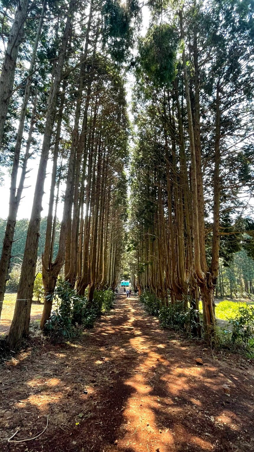 비밀의 숲 메인 사진명소