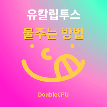 유칼립투스 물주기