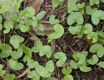 병풀(Centella asiatica, Indian pennywort)