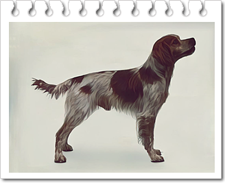 사냥견
브리타니(Brittany)