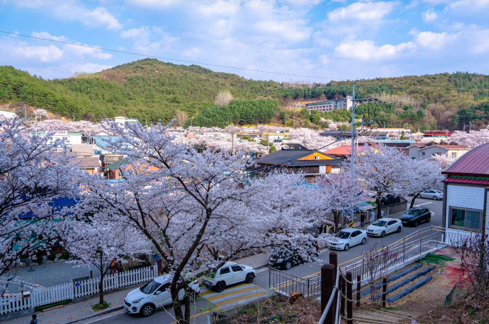 물태리 벚꽃1