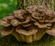 능이버섯 채취시기