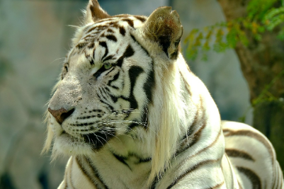 2025년 7월 호랑이띠(생년별) 운세