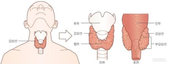 부갑상선