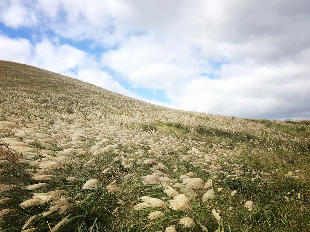 제주 새별오름 갈대밭 갈대 풍경 무료 이미지