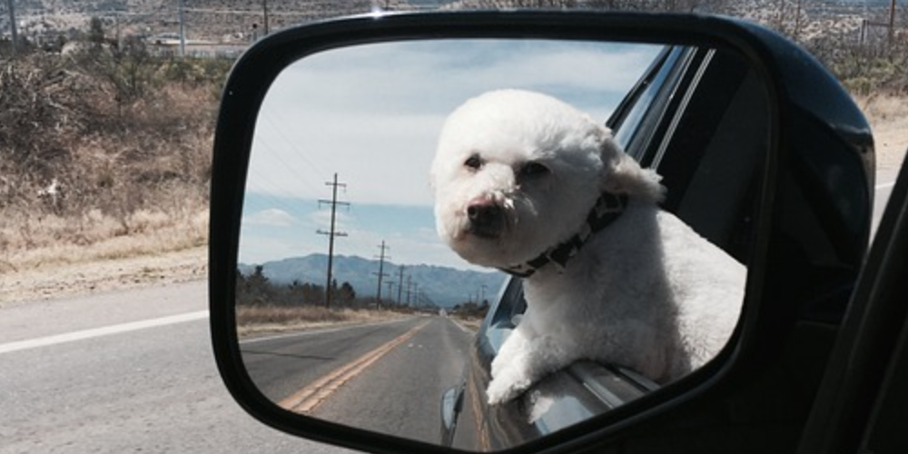 토이푸들 잘 키우는 방법 29