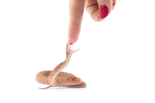 뱀 꿈해몽