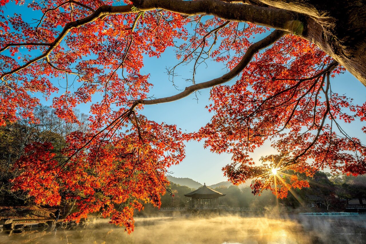 내장산 단풍시기, 절정, 축제