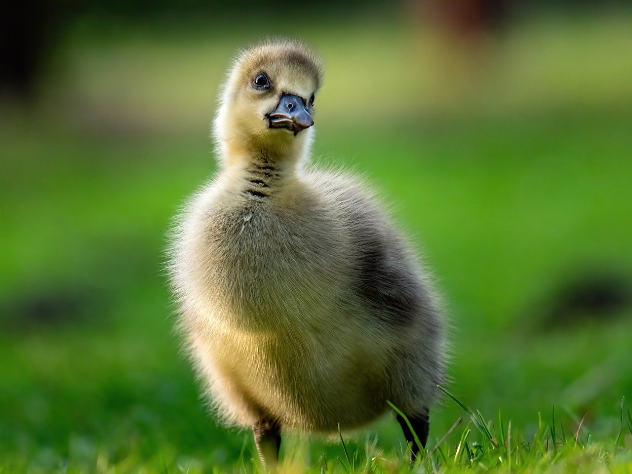 2025 실수령액 계산기