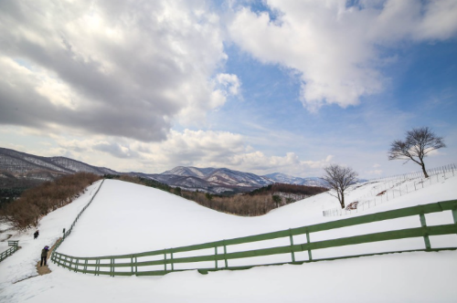 강아지 동반 여행지 추천