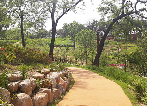 대구 이현공원 수국 개화
