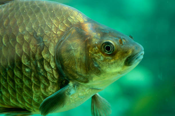 붕어즙 효능 7가지 및 부작용&amp;#44; 출산 후에는 몸을 돌볼 체력이 부족해서 회복을 위해 붕어즙을 자주 먹습니다.