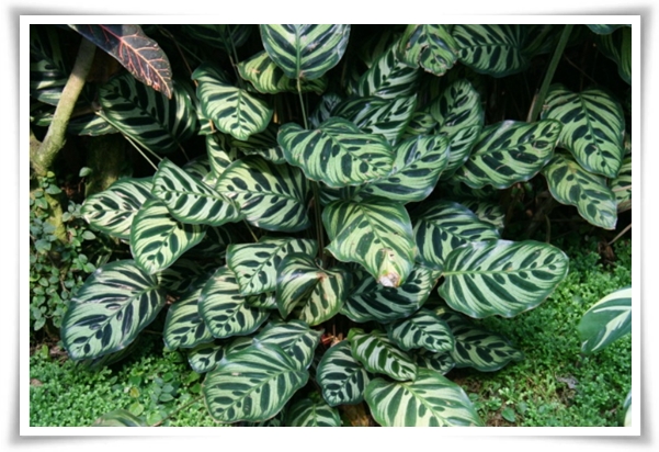 &quot;실내 공기정화에 좋은 식물 Best 10&quot; 공기정화 식물로 건강한 공간 만들기!