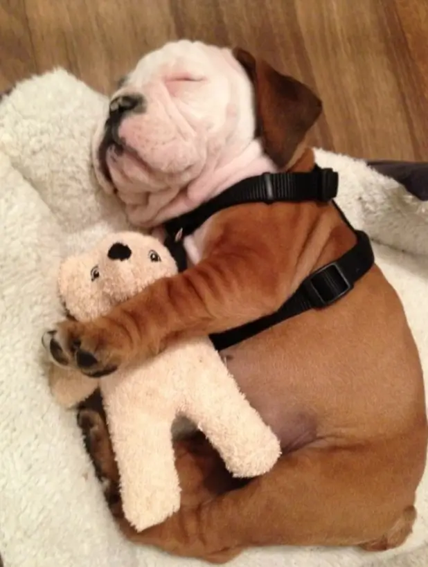 펫샵 전문견사 입양비용