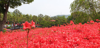 베어트리파크 철쭉제