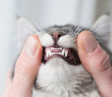 고양이 잇몸 부음 치은염 원인 증상 및 치료 후기