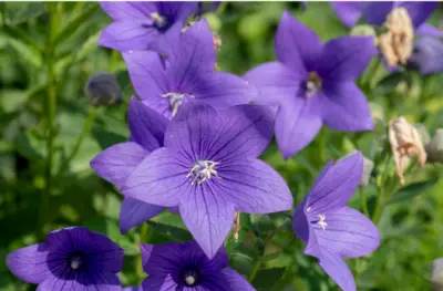 도라지 효능 효과 Best 10