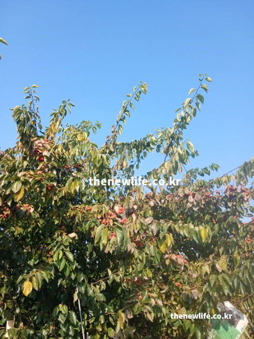 꾸지뽕 효능 요리 활용 영양가치