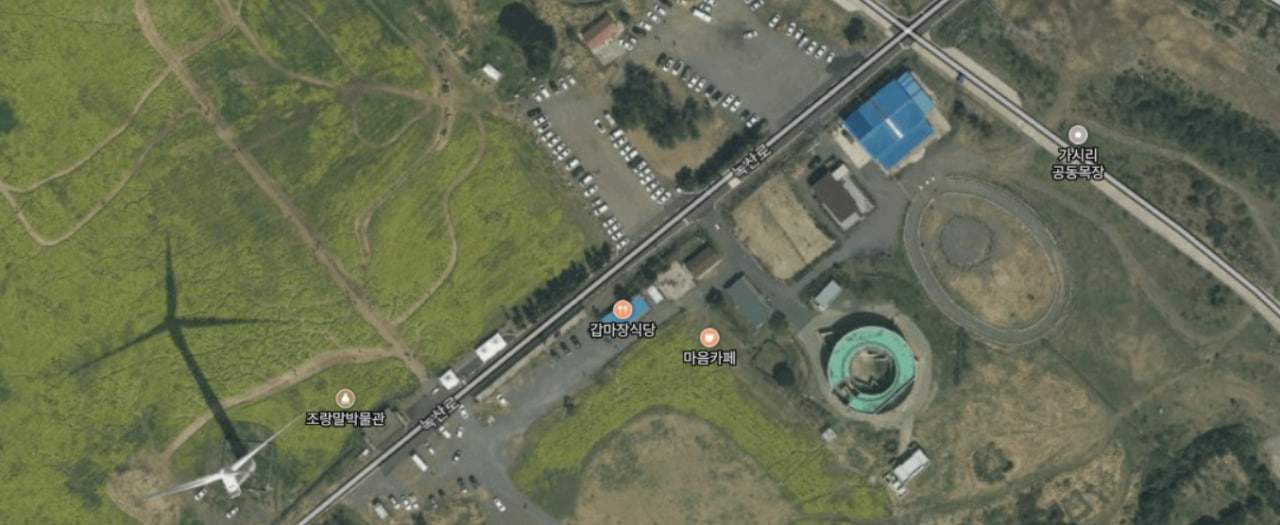 전국 벚꽃 봄축제 추천 Best 5- 서귀포 유채꽃축제