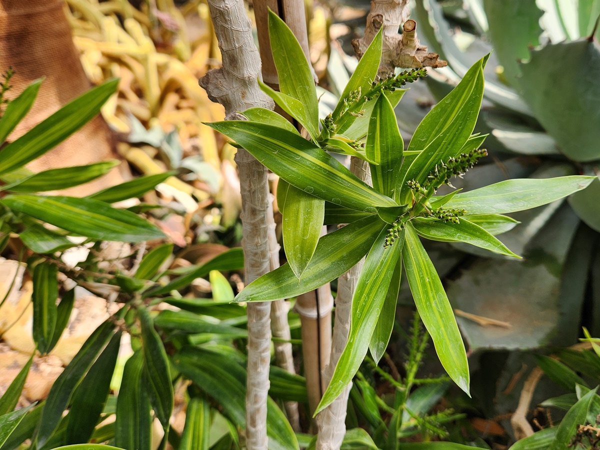 드라세나 송오브자마이카