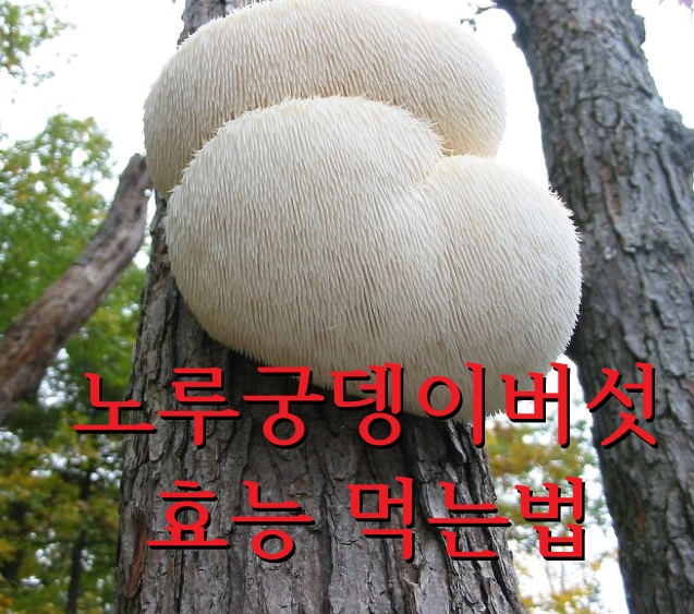 노루궁뎅이버섯의 효능 먹는법