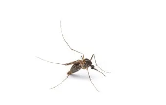 우리나라 모기 종류별 특징과 계절별 출현 정보_10
